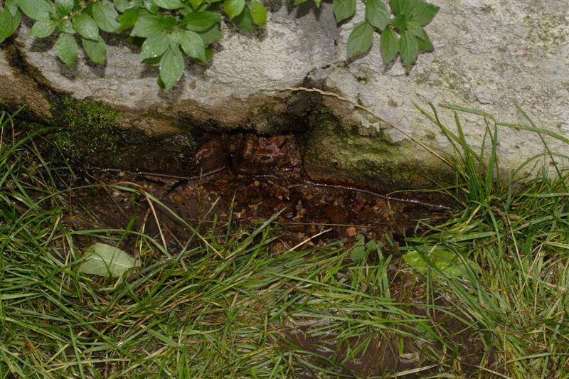 Deposizione S.pezzata in scolo di abbeveratoio!